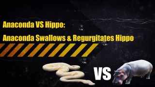 Anaconda vs Hippo | Anaconda Swallows & Regurgitates Hippo