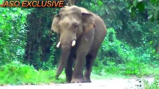 Elephant [HD] 1080p By Jasoprakas