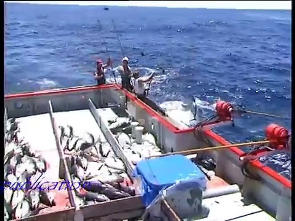 Tuna fishing 85 Port Lincoln 150 kg plus fish biggest seen in my years fishing