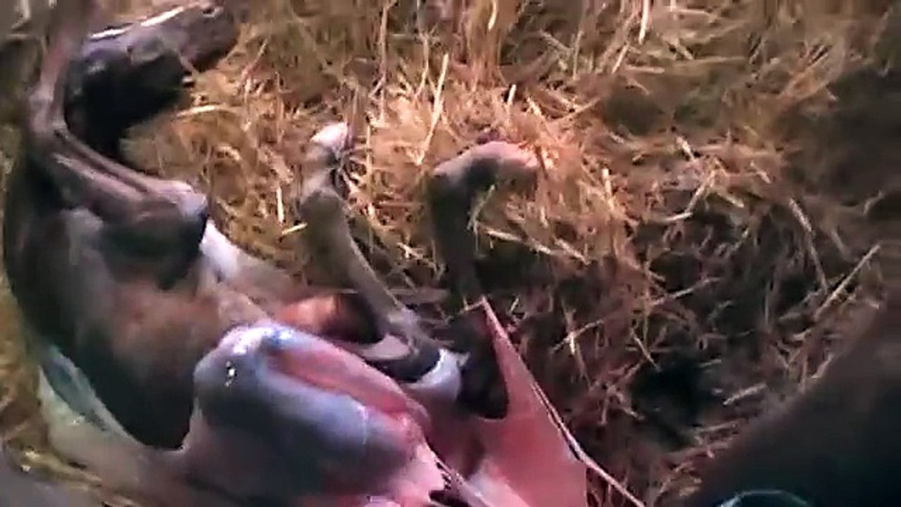 Elli varsoo 28.6.2011 pienen oripojan