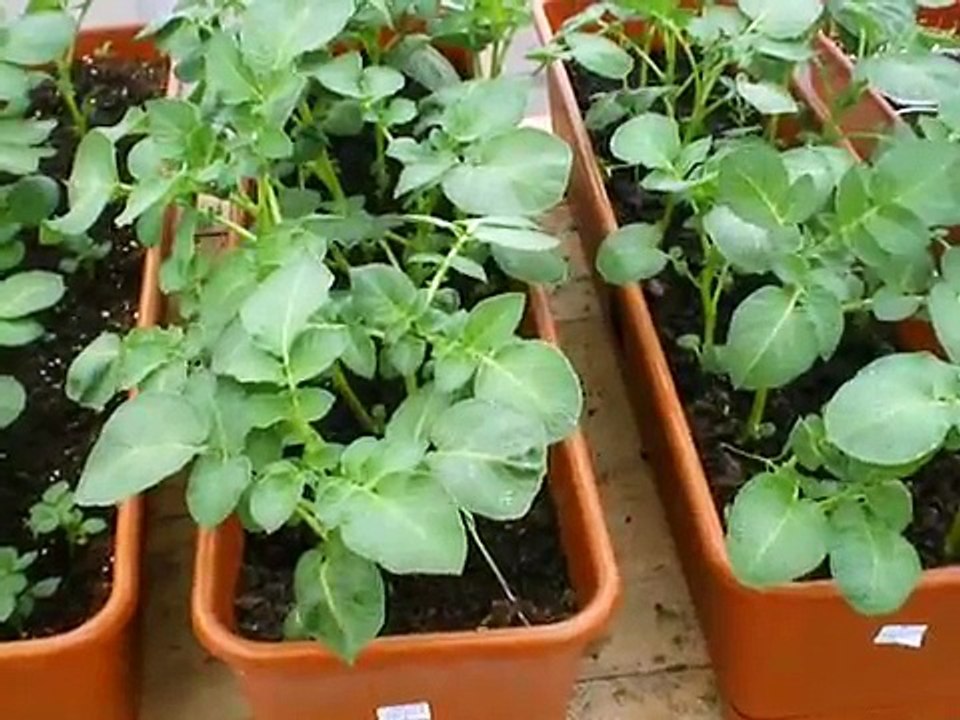 Рассада картофеля из белых ростков 2014