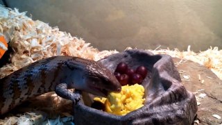 Blue-tongued skink eating scrambled eggs