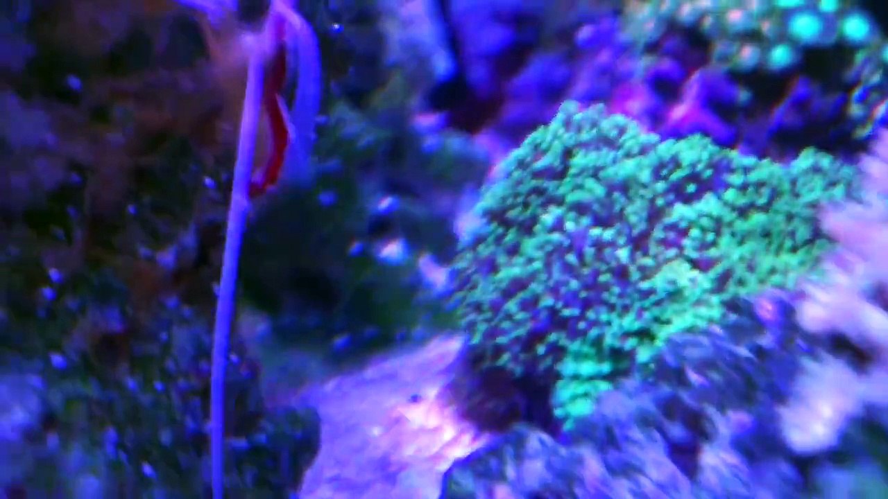 38 Gallon Innovative marine Nuvo Reef Tank with Hydra 52 going for about 3 months old