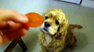 Hilarious Dog eating funny food video   Funny and cute animal compilation