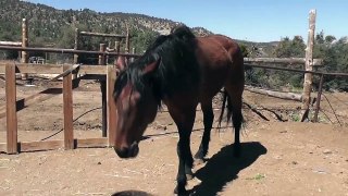 Brown Black Rescue Horse Skinny Eating LARC