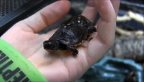 Baby Three Toed Box Turtles