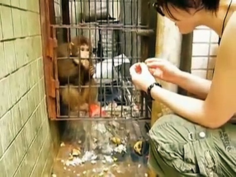 monkey