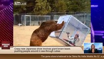 Crazy new Japanese show involves giant brown bears pushing people around in see-through cubes