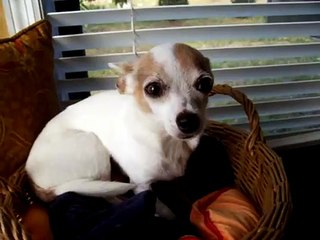 A special bond between a boy and his dog.