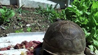 2nd part of my close up of my box turtles eating