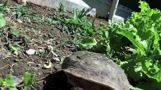 A very close up view of box turtles eating