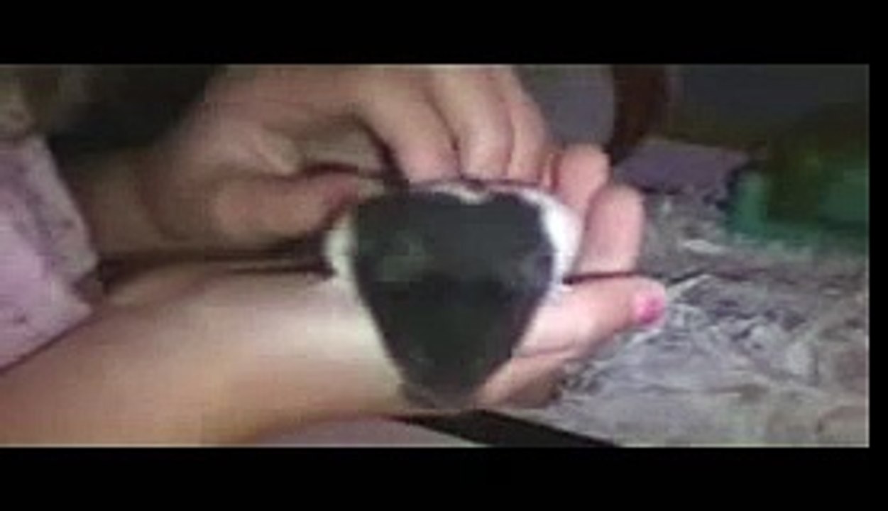 Panda Hamster