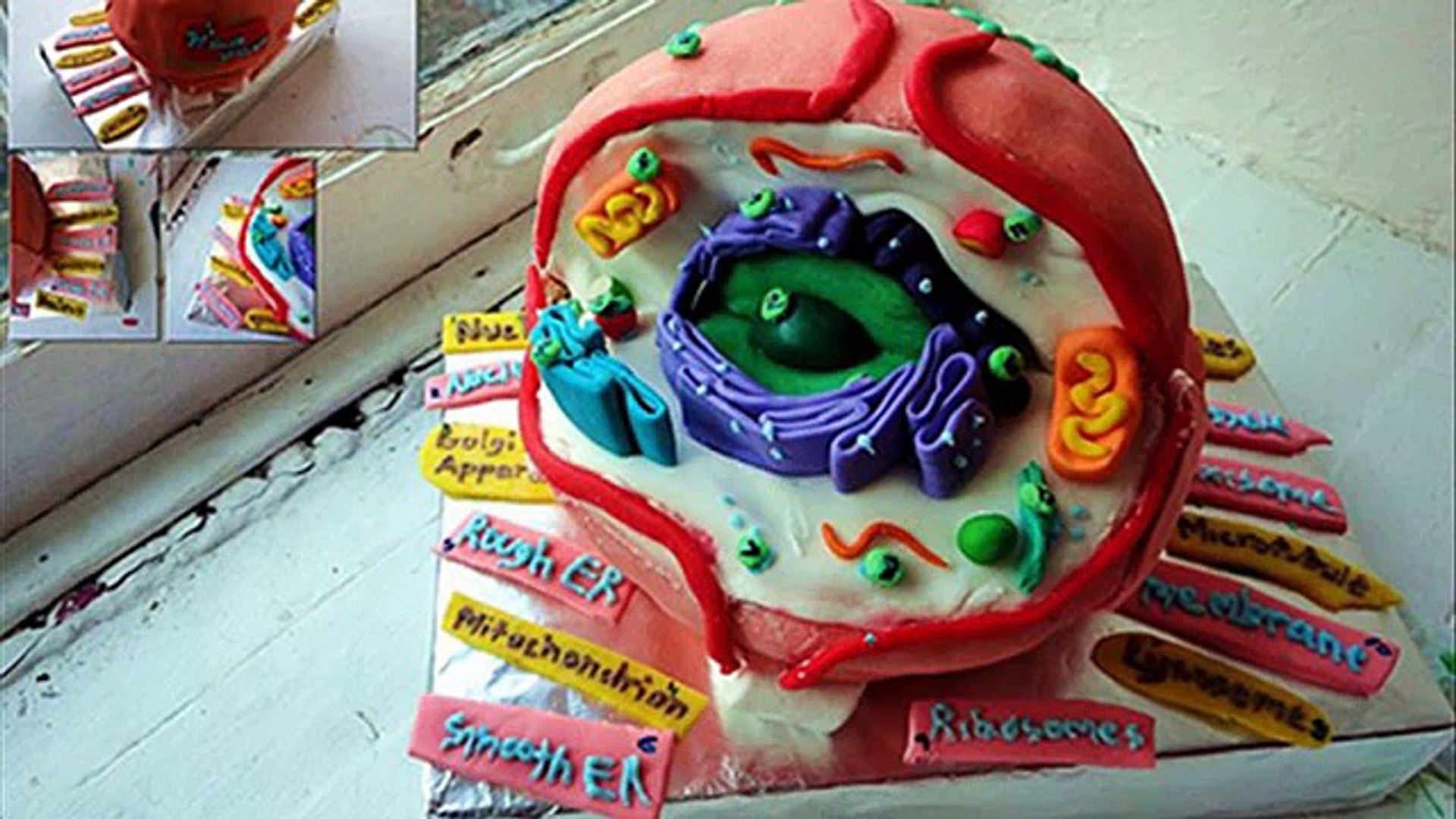 3d animal cell diagram project