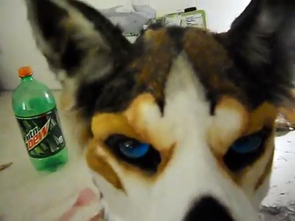 Fursuit challenge: Husky