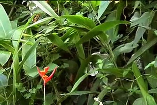 El Yunque Puerto Rico