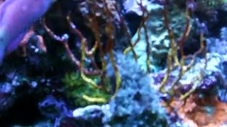 Sea Hare eating Red Slime off Gorgonian