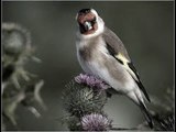 Štiglićev (Mostarski) pjev - Carduelis carduelis