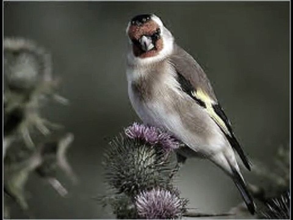 Štiglićev (Mostarski) pjev - Carduelis carduelis