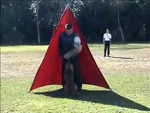 Luigi - Belgian Malinois - Schutzhund II Protection Routine
