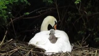 Sunbathing Chick