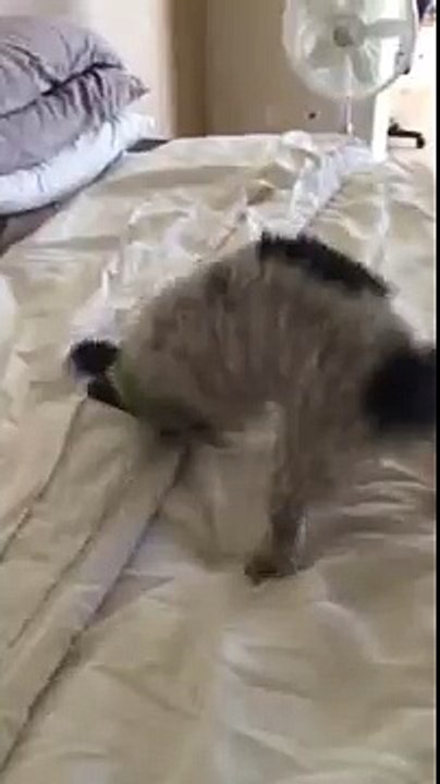Crazy pup