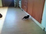 Kattunge leker med Rottweiler!