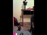 chihuahua - italian greyhound dog barking at flowers