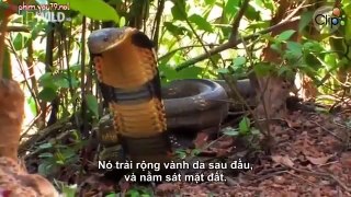 Wildlife Documentary - Animal World - Secret King Cobra Part 2
