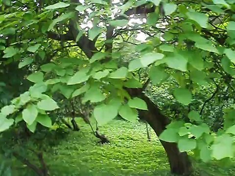 Within Botanic Garden withn Jagiellonian University