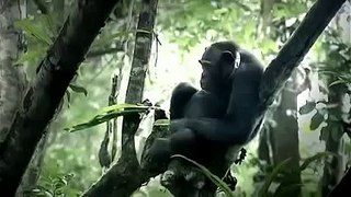[Nature Documentary] A Chimpanzee's Tale - NEW+ Full Animal Documentary