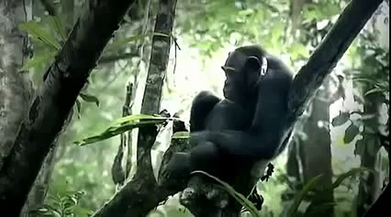 [Nature Documentary] A Chimpanzee's Tale - NEW+ Full Animal Documentary