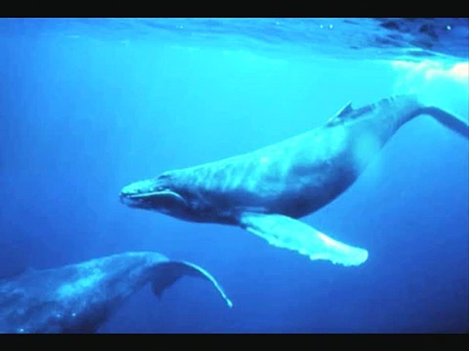 Soothing Whale Song