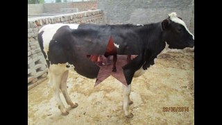 EH  Dairy Farm 419 jb Gojra pakistan 147