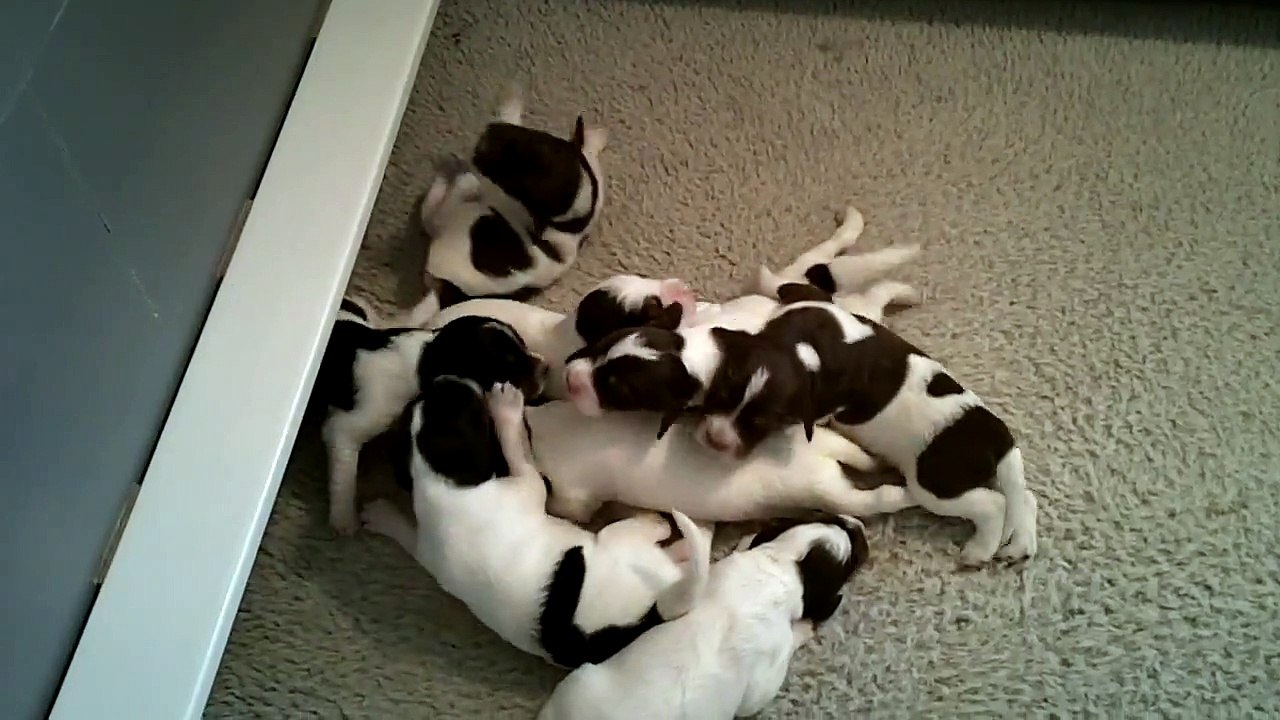 Litter K, First Steps