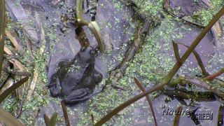 Wildlife Monthly: March - Common Frogs