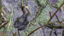 Wildlife Monthly: March - Common Frogs