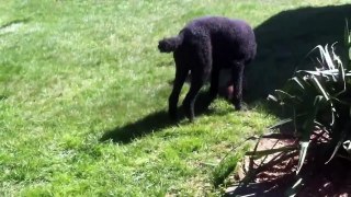 Poodle Beast Takes Down Aggressive Woodchuck