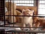 Itty Bitty Kitty Committy - Orphaned Cute Kittens