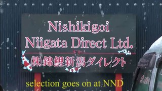 NND Kaneko Shiro Utsuri Tategoi selection