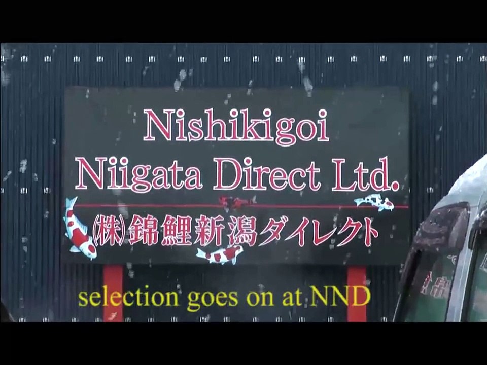 NND Kaneko Shiro Utsuri Tategoi selection