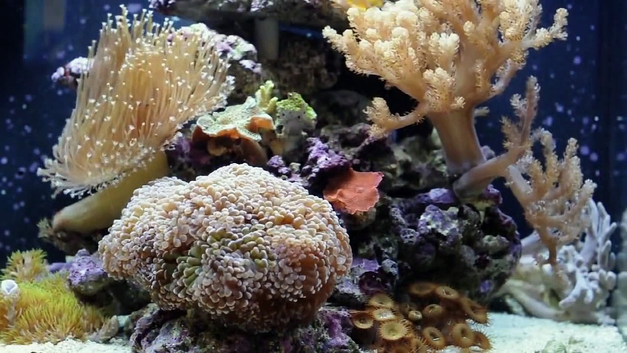 Acquario