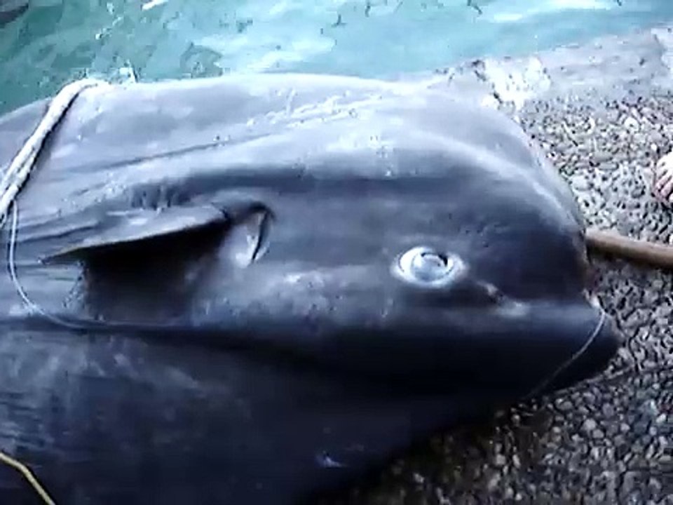 Ψάρια: φεγγαρόψαρο moonfish part1