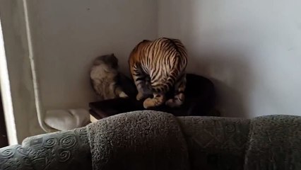 Tiger cub playing with a house cat!