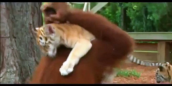 Chimpanzee Feeding Baby Tigers