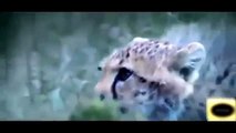 Cheetah Vs Hyena Fight - Cheetah Vs Hyena Fight to Death
