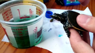 Cómo curar hongos en tortugas de agua