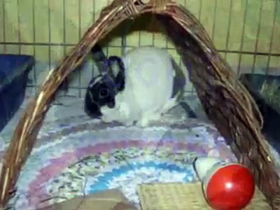 Adopt Calypso