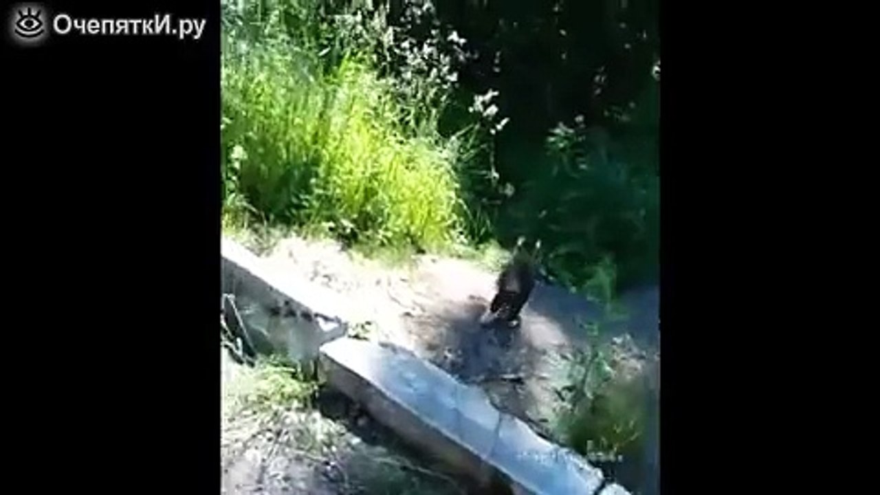 Кот -ниндзя ,защищает хозяев от собаки.