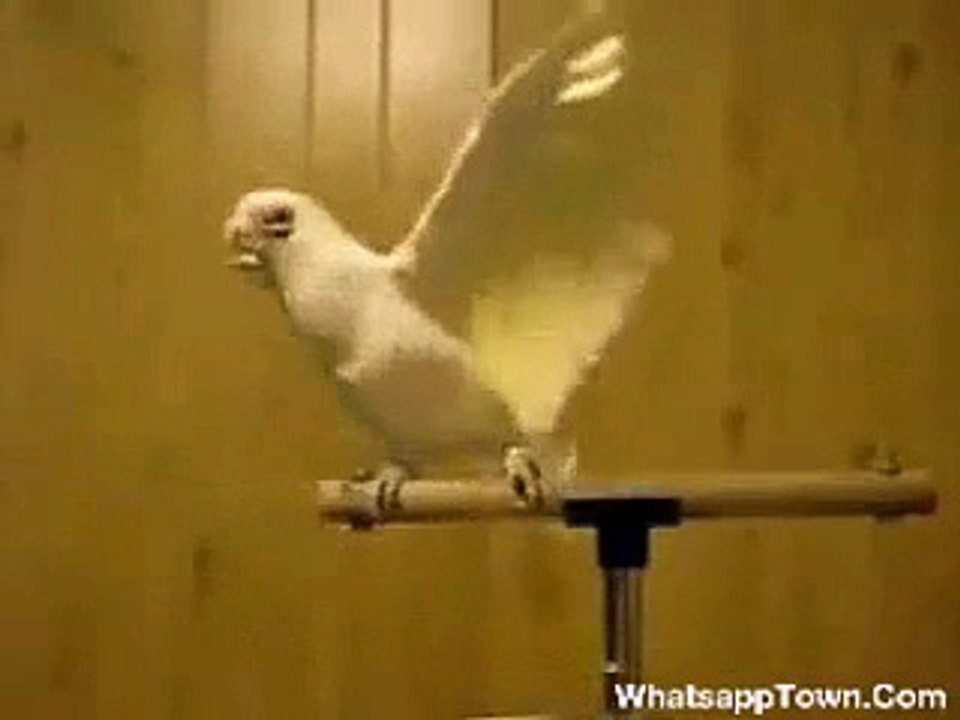 Funniest  Videos