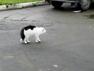 Коты выясняют отношения Матом) Ржач до слез!